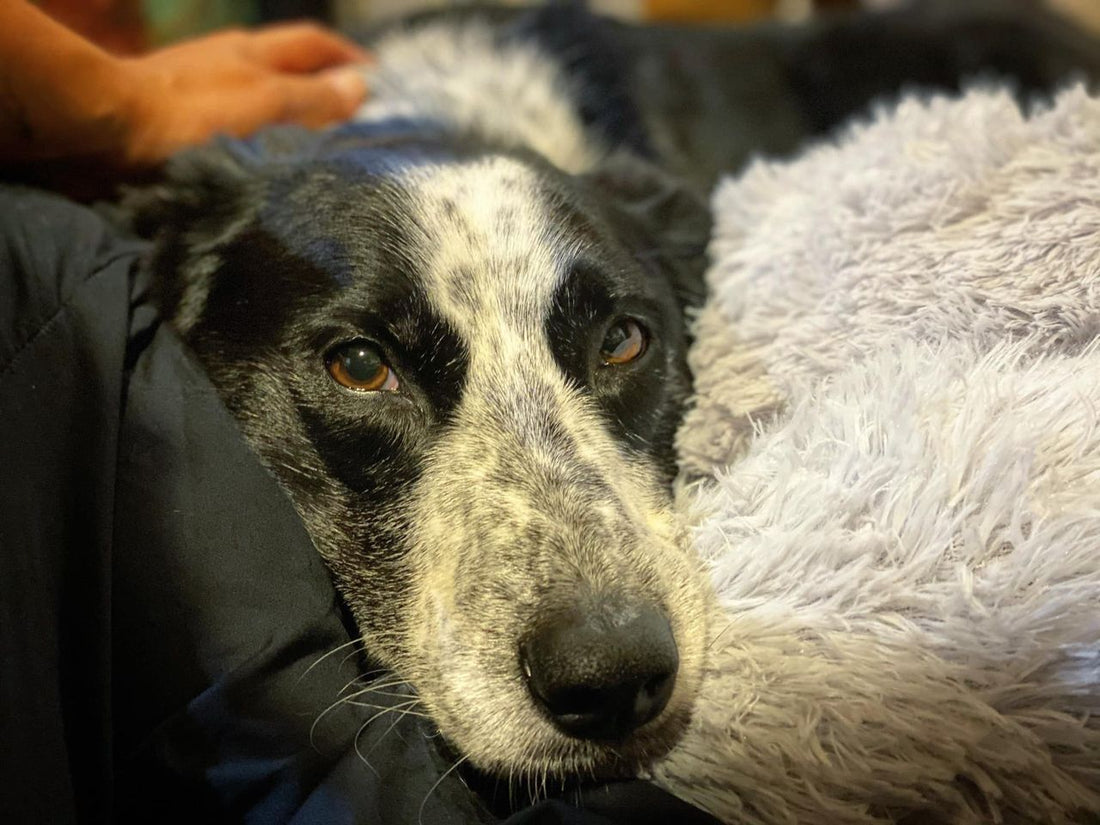 a dog laying on a person's leg