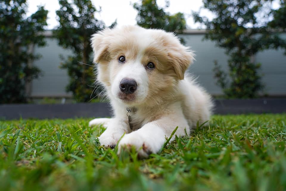 Puppy on Antinol Rapid