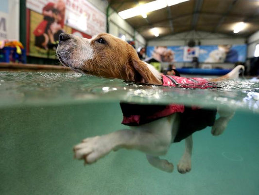 dog swimming in pool