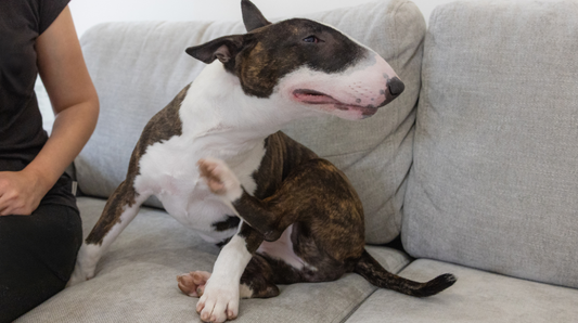Understanding Your Dog’s Skin Barrier: The First Line of Defence Against Irritation