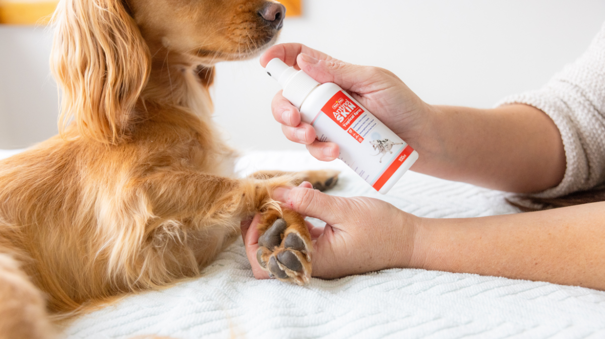 How to Apply a Topical Skin Spray Without Stressing Your Dog – Antinol ...