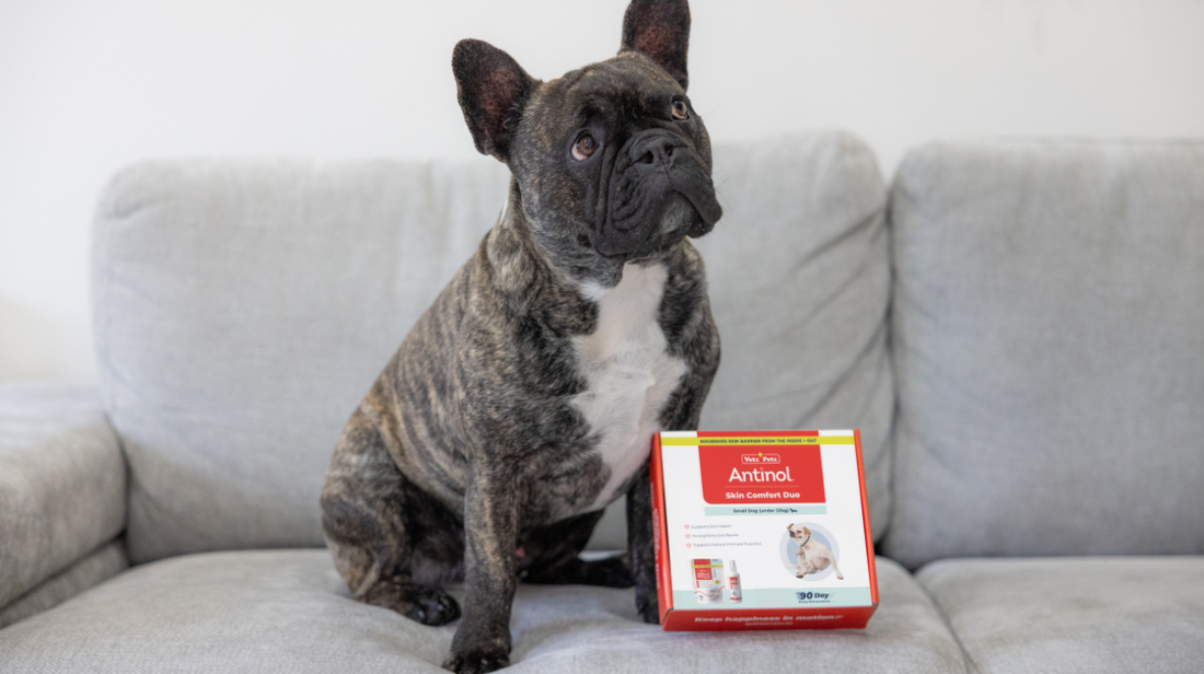 The Link Between Skin Health and Overall Wellbeing in Dogs