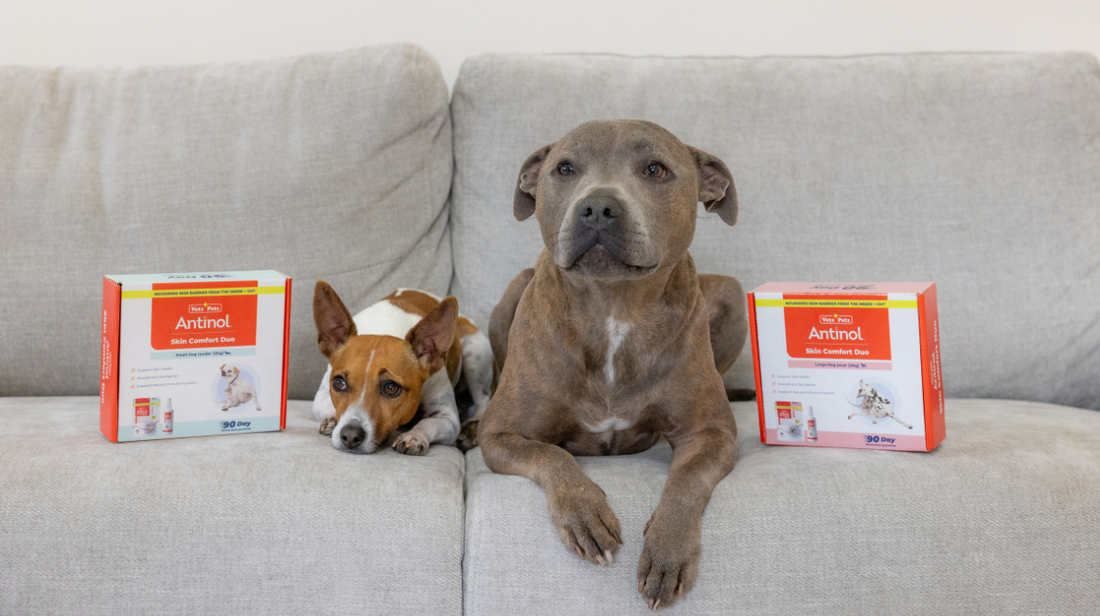 Why Your Dog’s Skin Is More Sensitive Than You Think