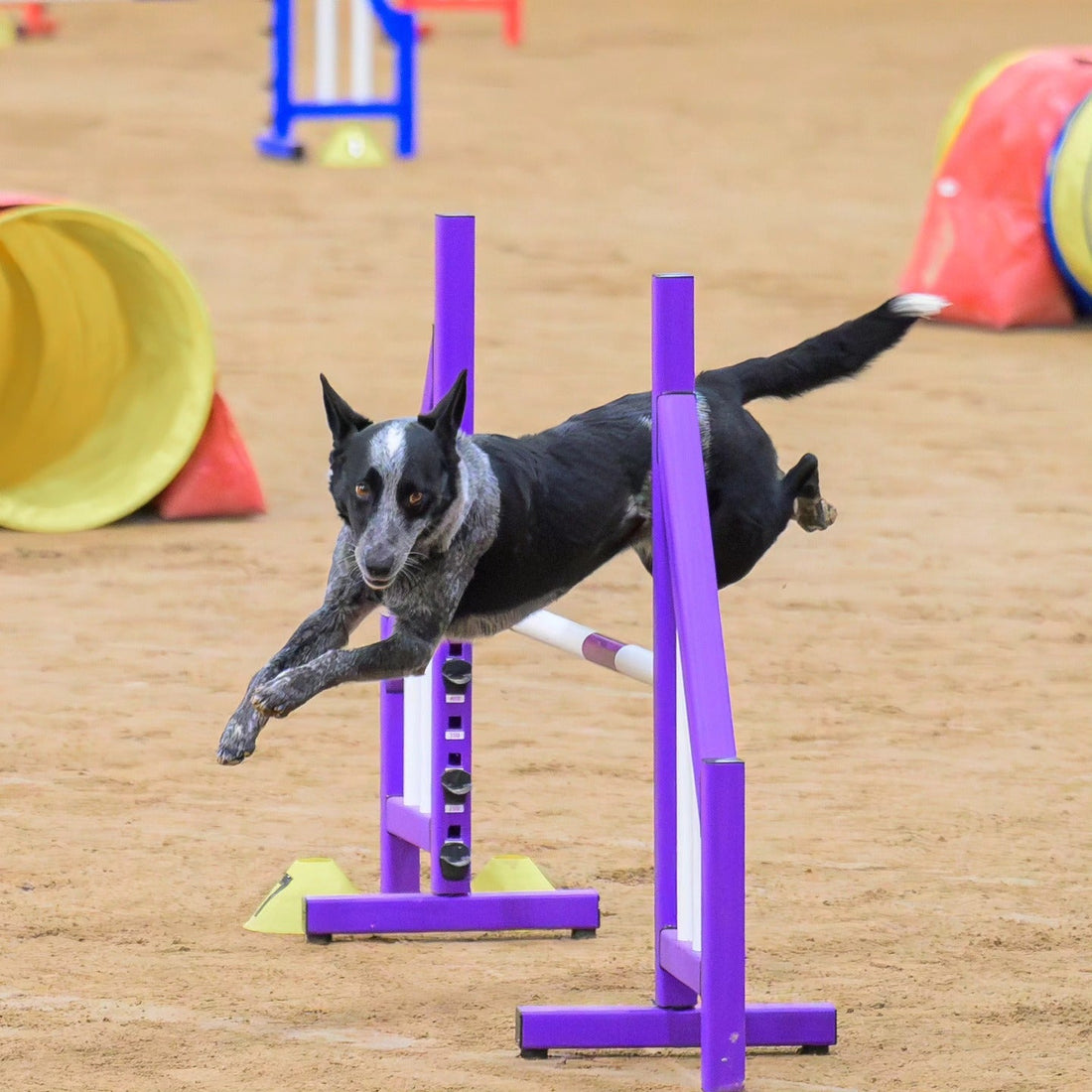 What is Dog Agility? A Beginner’s Guide for Dog Owners