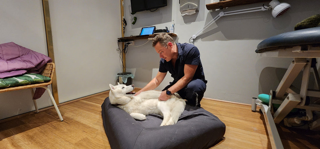The Animal Rehab Klinik and our Joint Issue partnership.