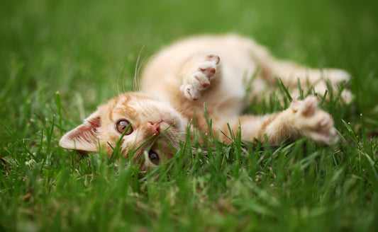Cats & Cold Weather: What Joint Health Signs To Look For.