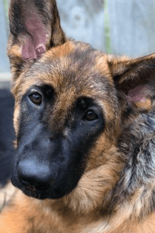 She has more energy and is a completely different puppy