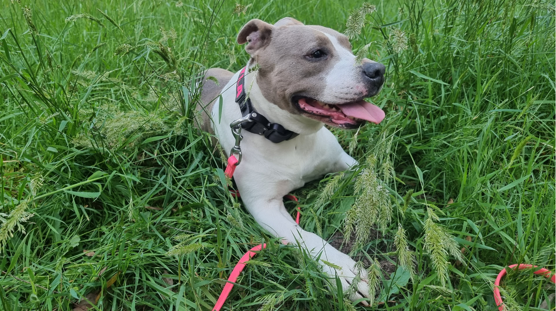 Transforming Kayla's Life: Antinol for Pet Allergies