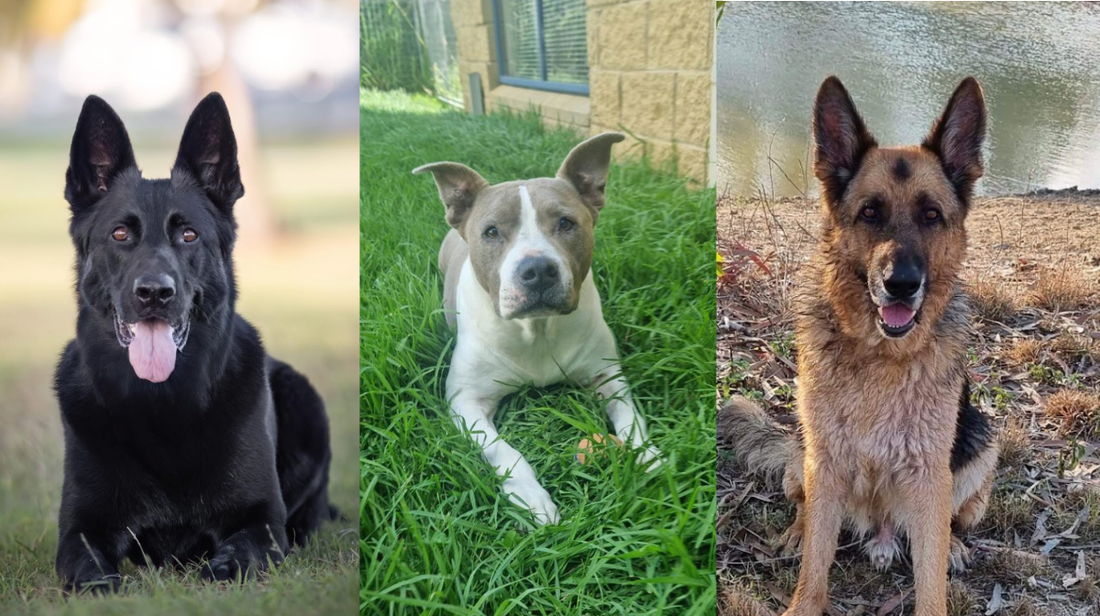 More Than an Itch: Kayla, Lucca & Xora’s Skin Journeys