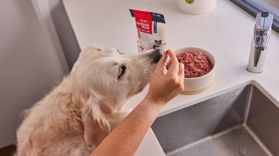 Introducing Vetz Petz and Our Inflammation Support Range