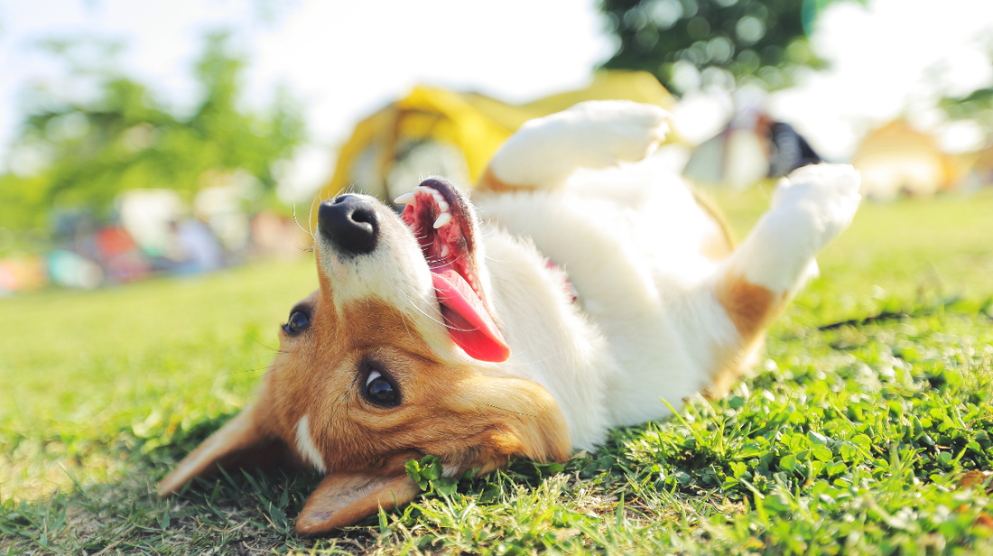 Should I Give My Dog Probiotics? Benefits, Gut Health & How To Choose Probiotics For Your Dog- Symbiol™