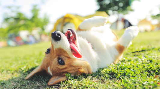 Should I Give My Dog Probiotics? Benefits, Gut Health & How To Choose Probiotics For Your Dog- Symbiol™