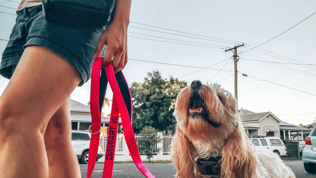 a person holding a dog