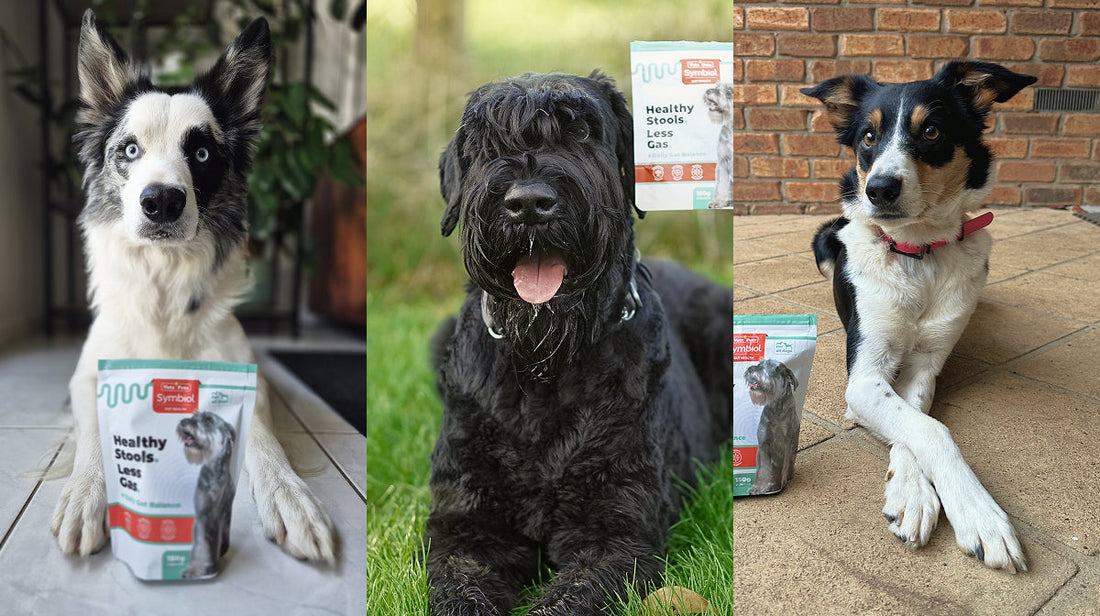 Different Dogs, Different Gut Challenges: Impulse, Lottie & Laszlo’s Gut Journey