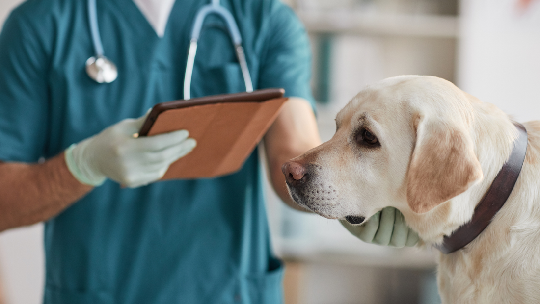 Yellow labrador at the vet being examined and prescribed antibiotics and given Symbiol alongside
