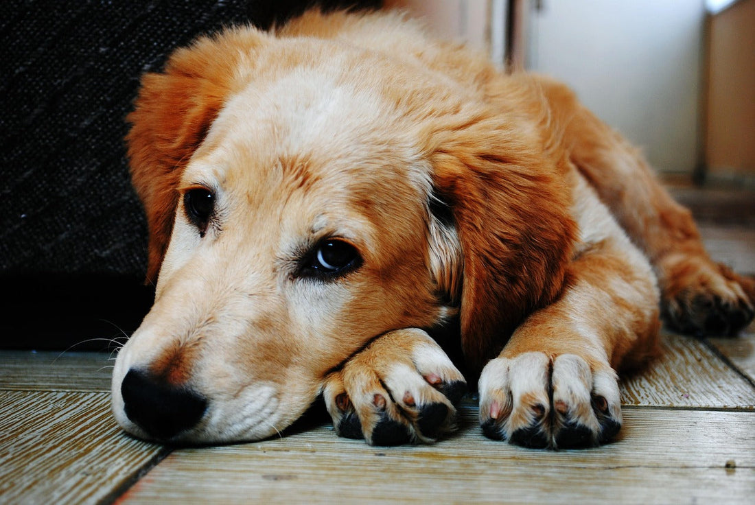 Dog looking sad as it has diarrhoea and needs Symbiol