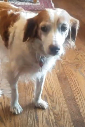 Antinol<sup>®</sup> helped Emma go from "blah" days to really good days