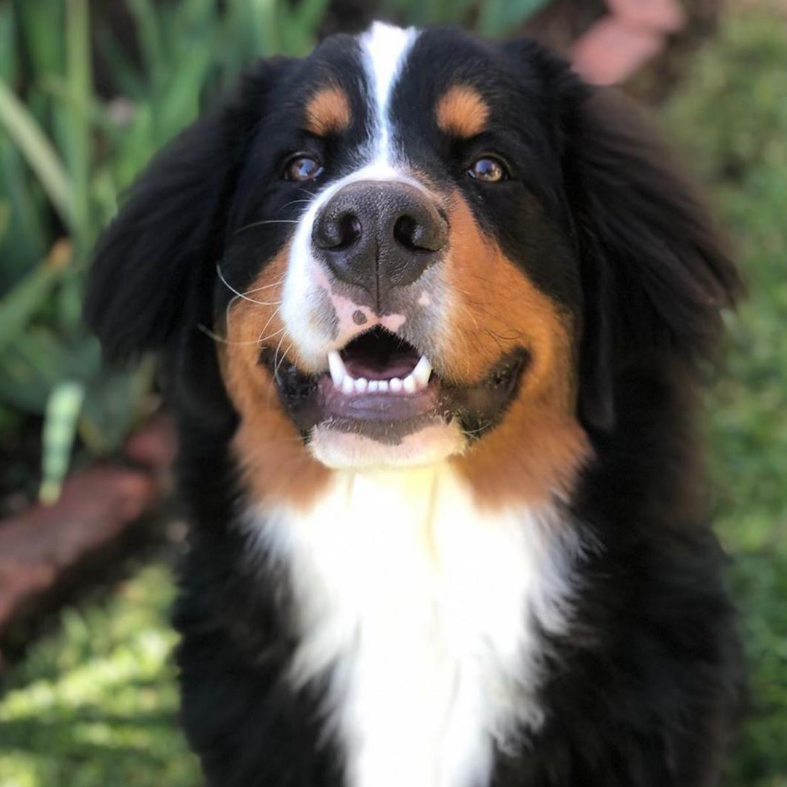 Enzo - Bernese Mountain Dog Testimonial Antinol Australia