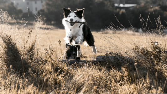 Should I Give My Dog Probiotics? Benefits, Gut Health & How To Choose Probiotics For Your Dog- Symbiol™