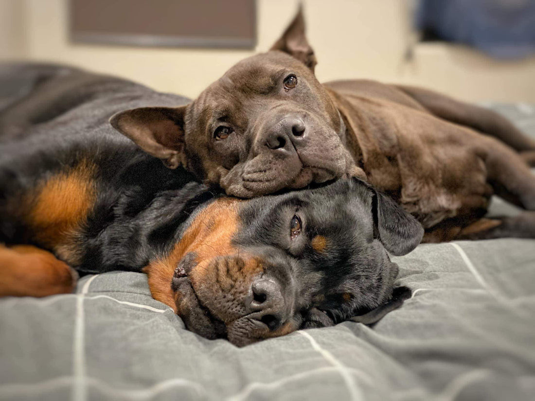 a dog and a dog lying on a bed