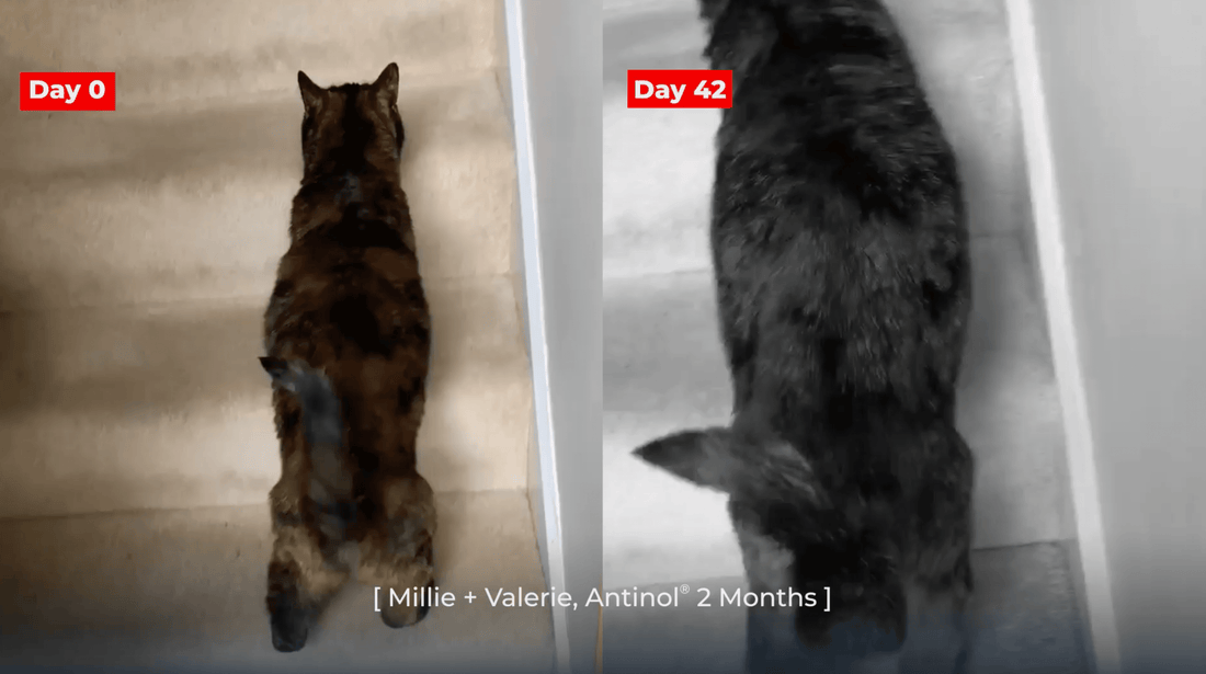 Millie + Valerie, Antinol<sup>®</sup>️ 2 Months