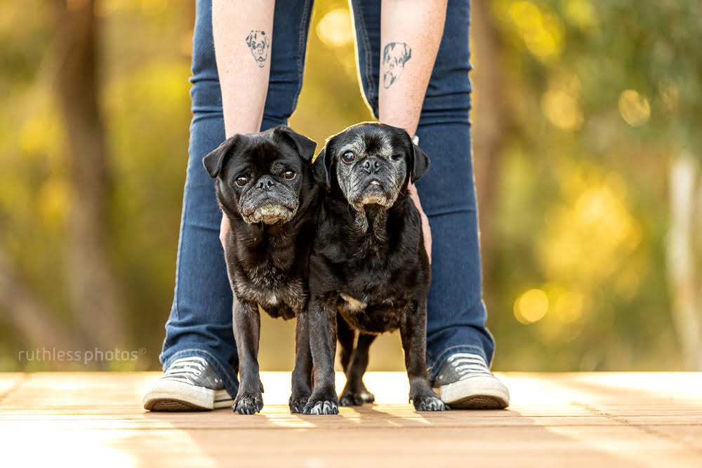two black pugs