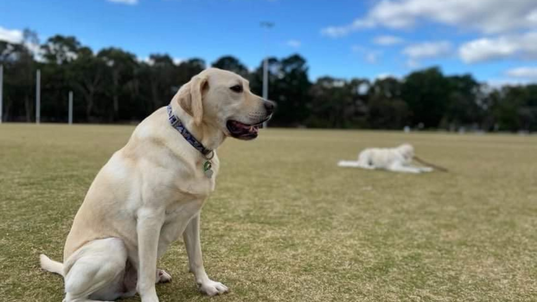 labrador retriever named whiskey