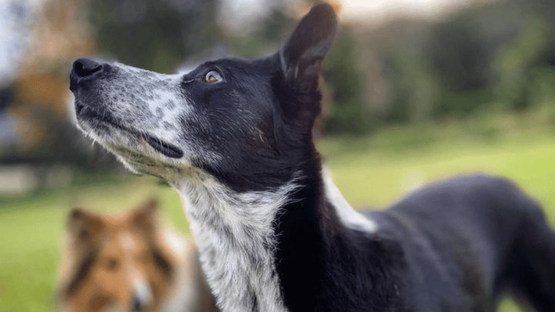 a dog and a fox