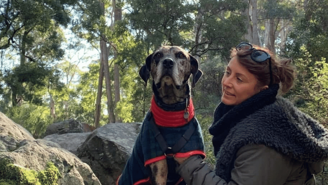 dog wearing coat in nature