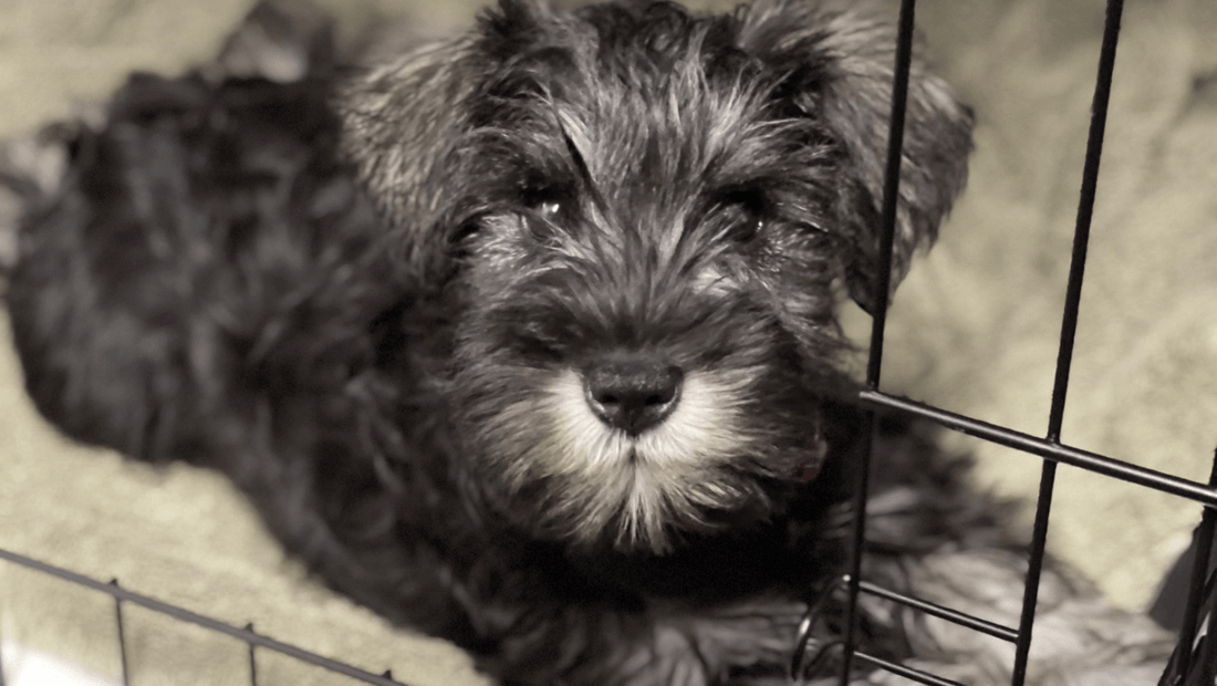 a small dog in a cage