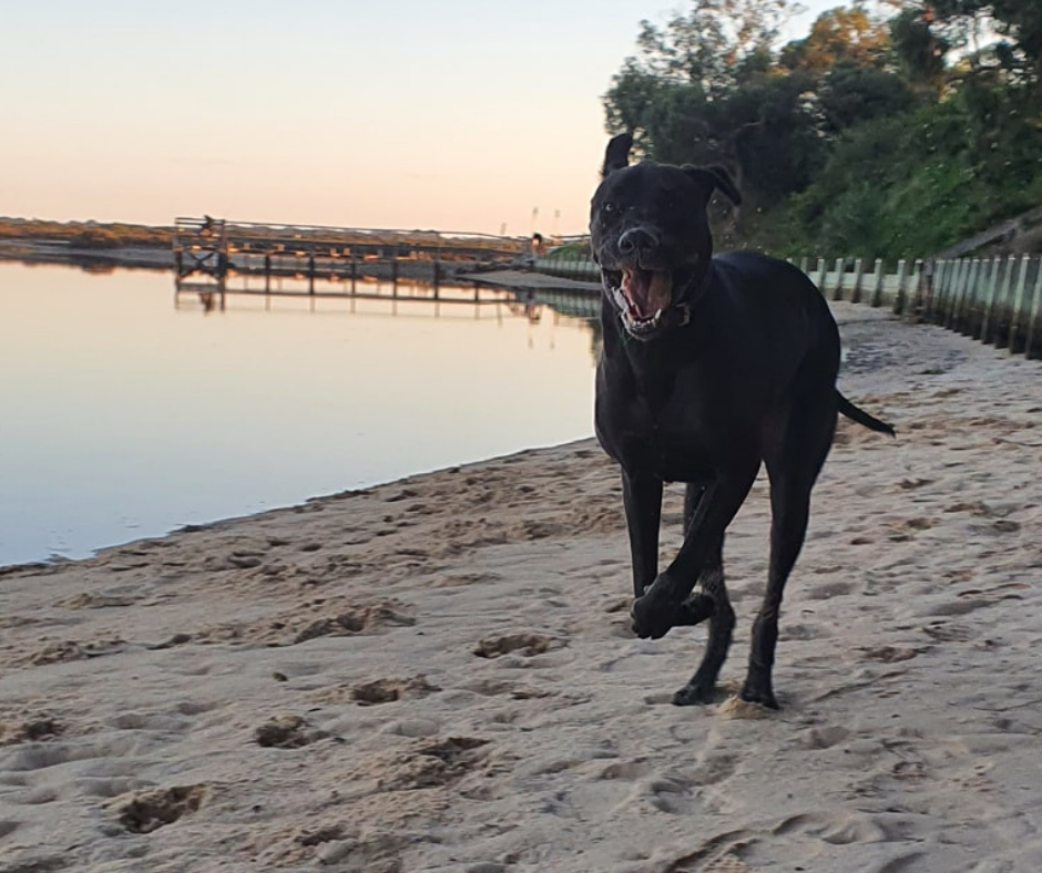 a dog running on a beach