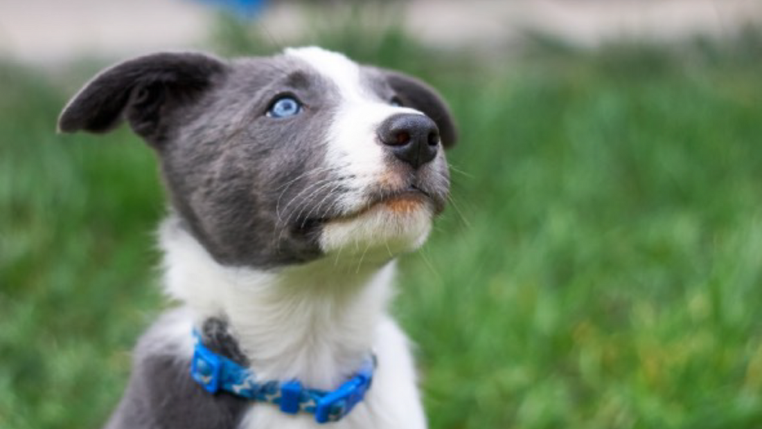 a dog in a grassy area