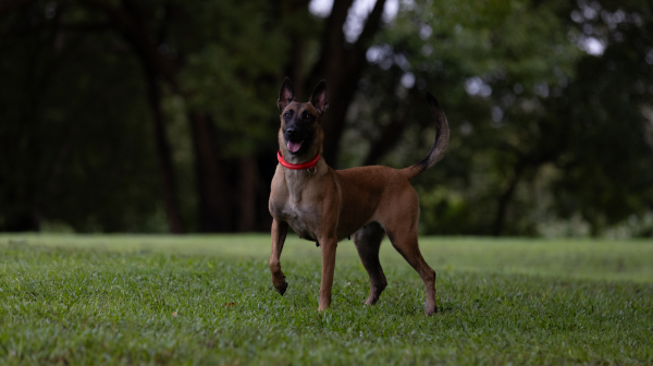 Keep Them Moving: Why Winter Walks Matter for Your Dog’s Joint Health