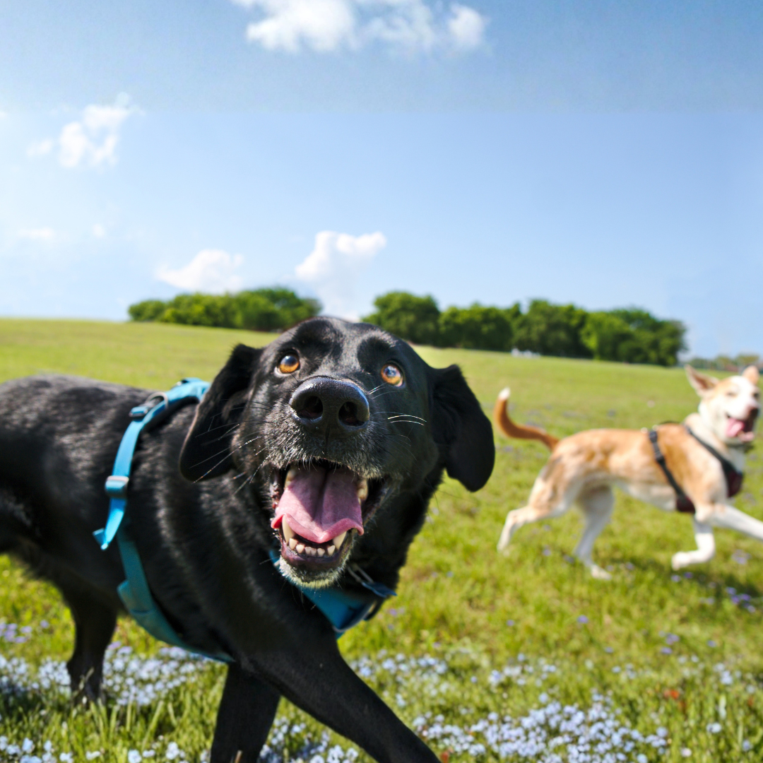 More Walks, Less Scratching: How to Support Itchy Skin in Dogs This Spring