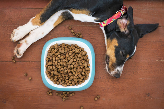 Dog with a sensitive stomach and dietary sensitivity looking sad while lying with his bowl of kibble