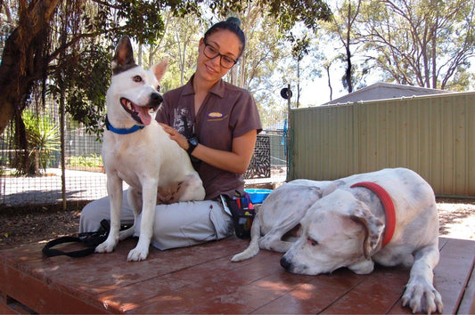 Animal Welfare League two dogs