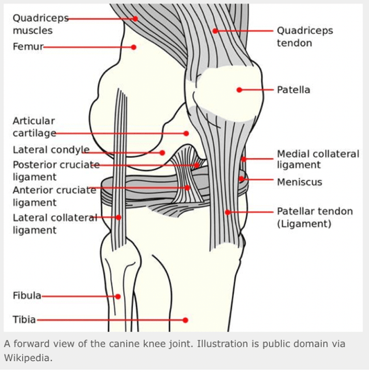 Knee Problems in Dogs
