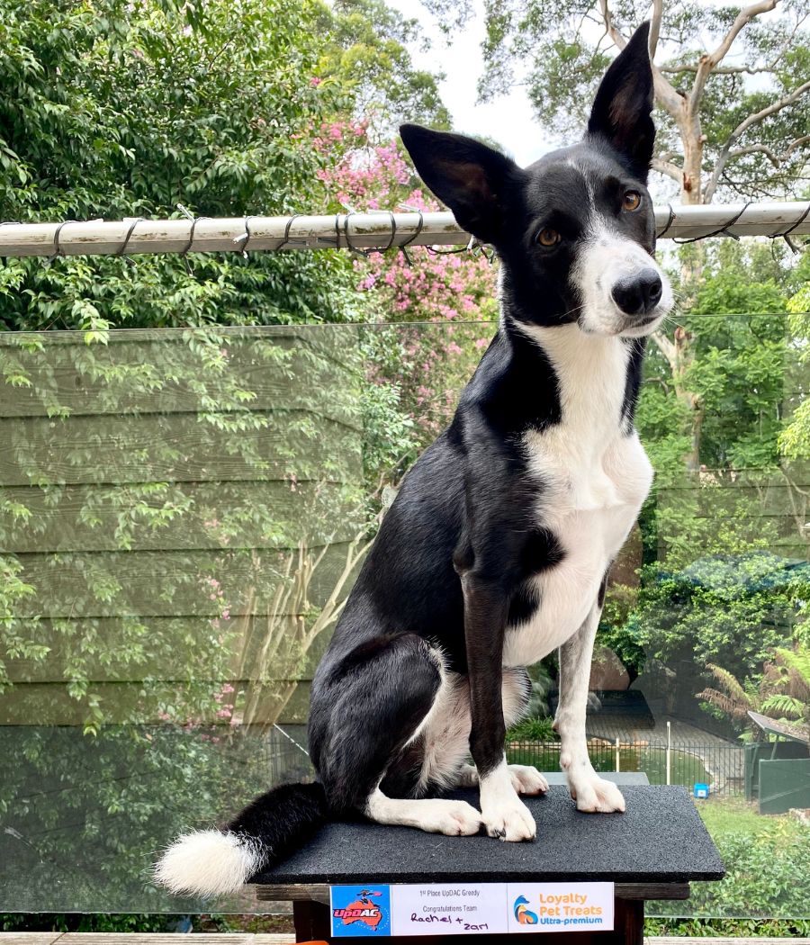 Zari - Australia's next National Agility Champion