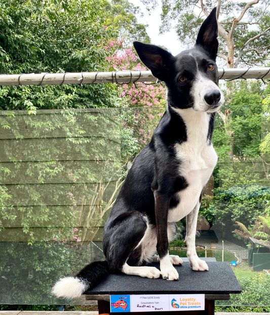 Zari - Australia's next National Agility Champion
