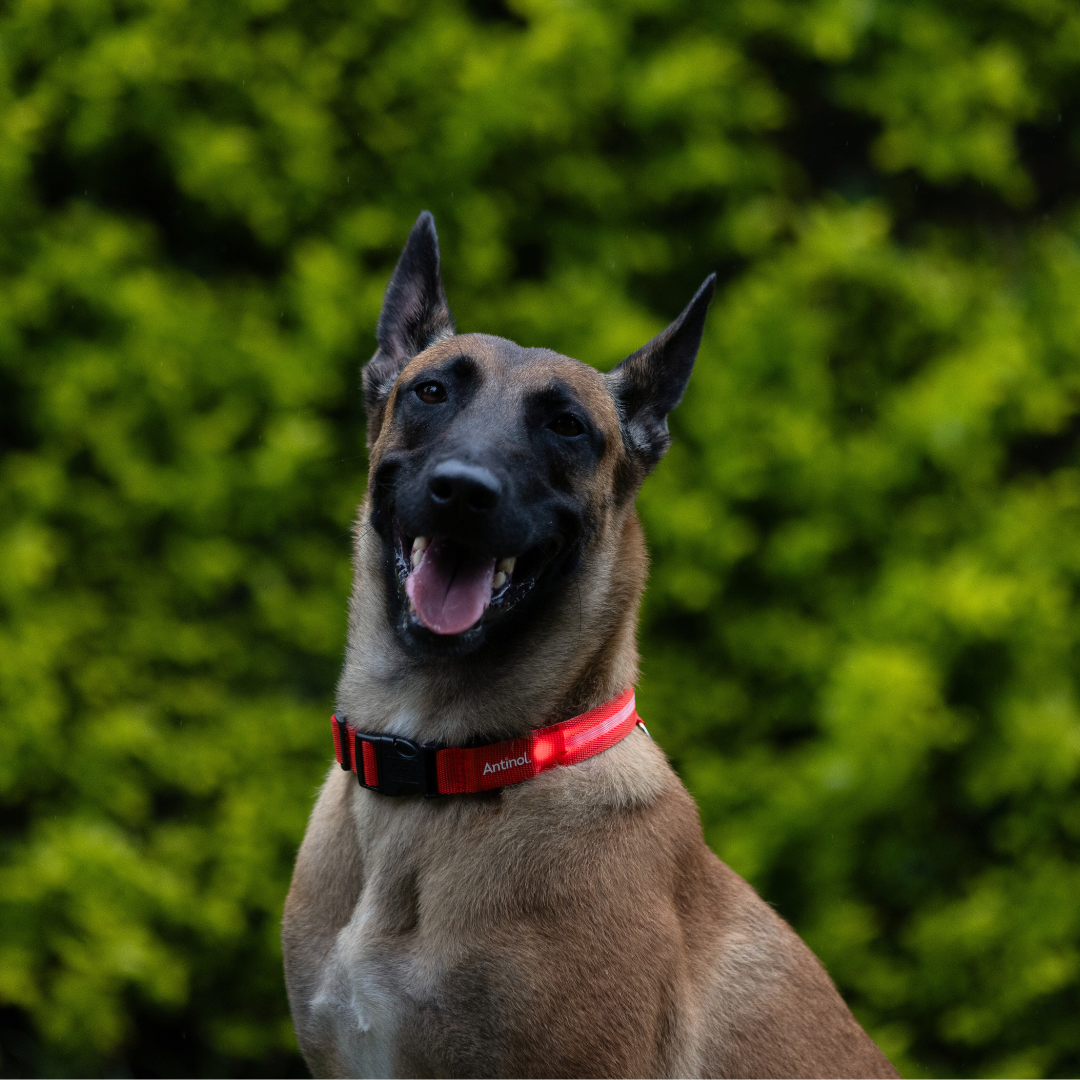 🎁 Antinol<sup>®</sup> Light-up Collar (100% off)