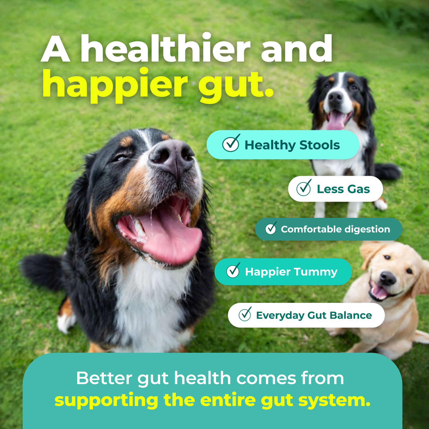 Symbiol™ Daily Gut Balance